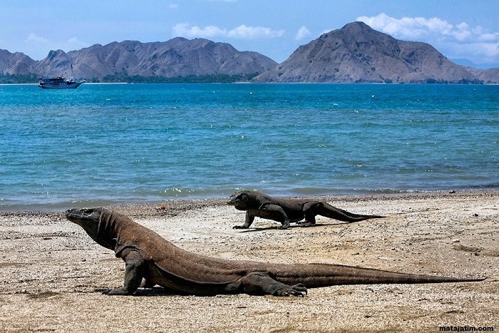 Larangan Saat Berkunjung Ke Taman Nasional Komodo