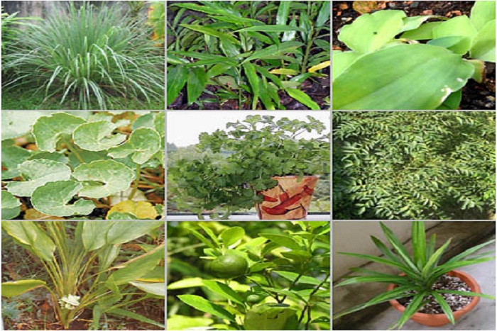 Obat Herbal Alami yang Aman dan Terjamin Sehat