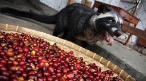 Rahasia Kopi Luwak: Proses Fermentasi Alami yang Menghasilkan Rasa Istimewa