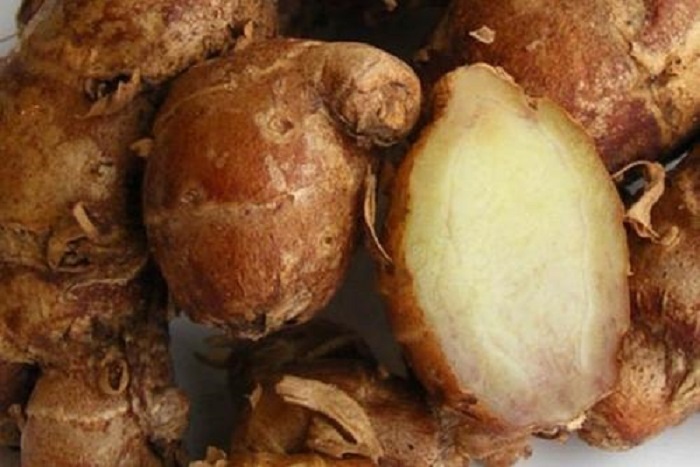 Kencur Bahan Alami dengan Segudang Manfaat untuk Kecantikan
