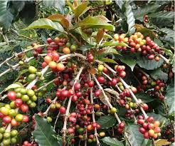 Keunikan Kopi Sulawesi Utara: Perpaduan Rasa dan Budaya