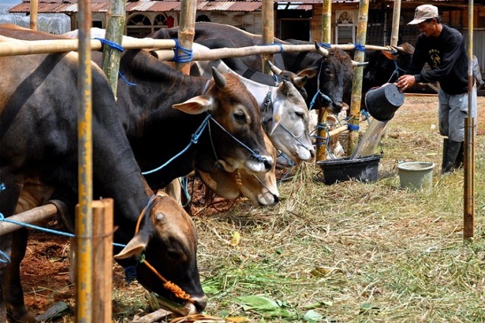 4 Bisnis yang Menggiurkan Jelang Idul Adha