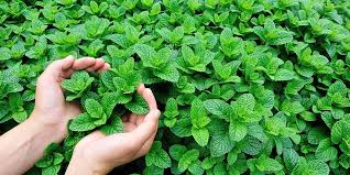 5 Manfaat Daun Mint untuk Kesehatan yang Jarang Diketahui